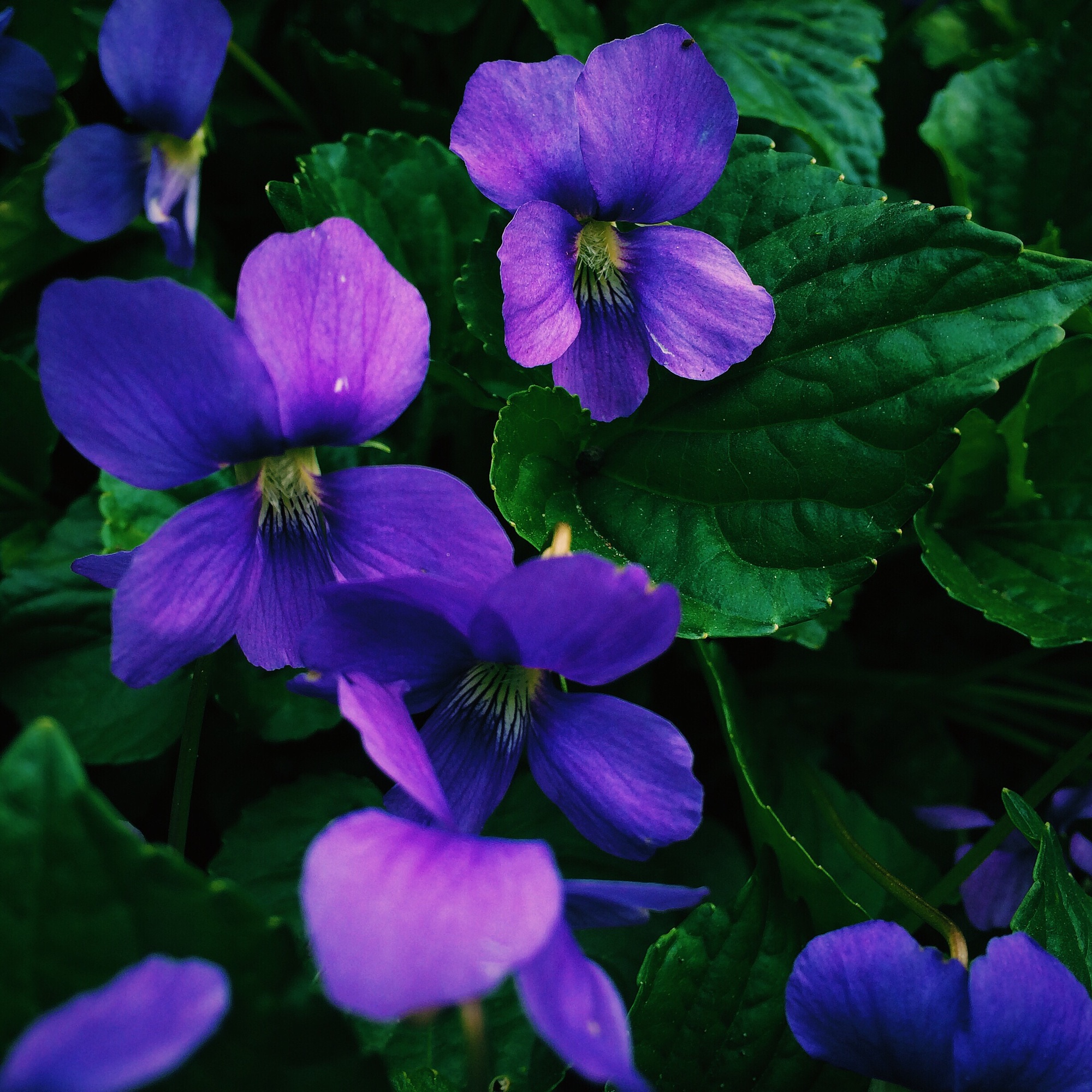 Blue flowers