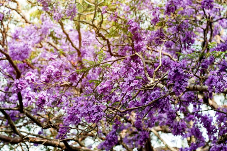 Jacaranda tree in a full bloom with beautiful purple flowers.