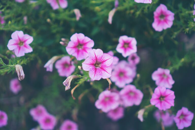 pink flower, tropical flower