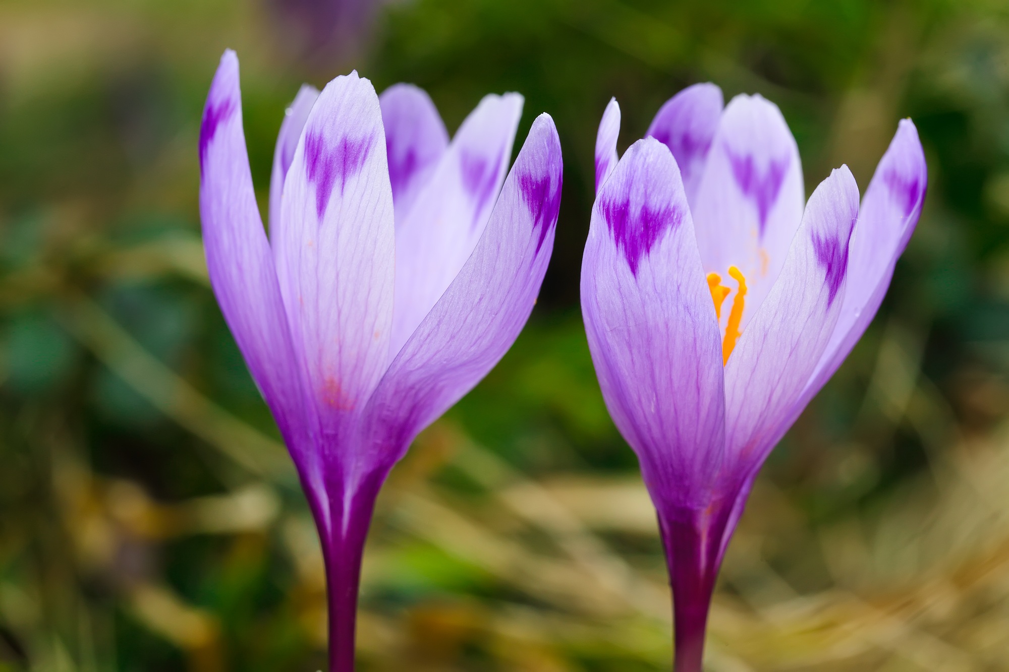 Purple crocus flowers in snow awakening in spring