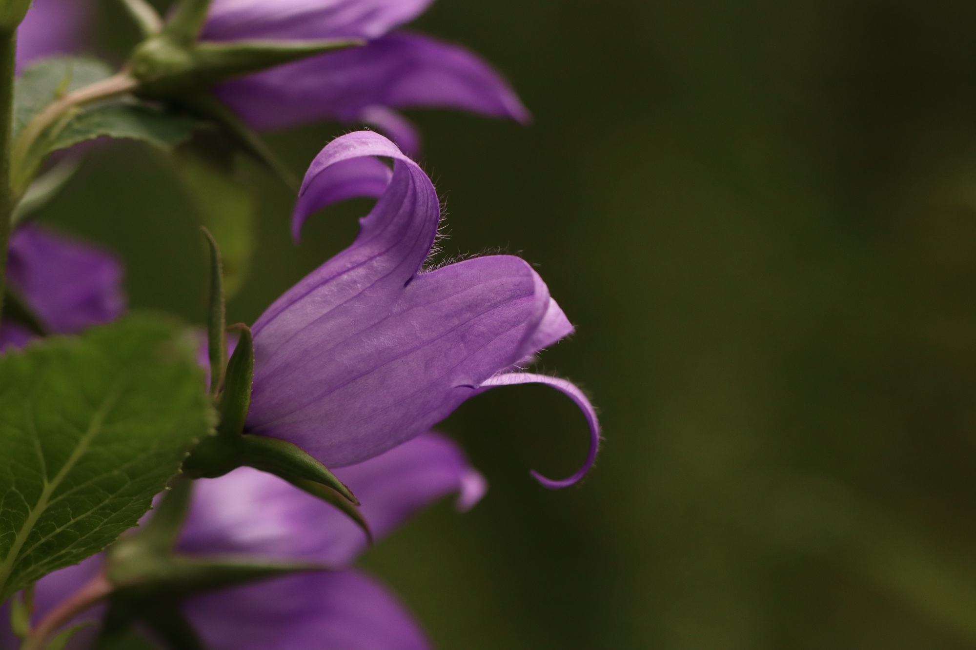 Purple flower