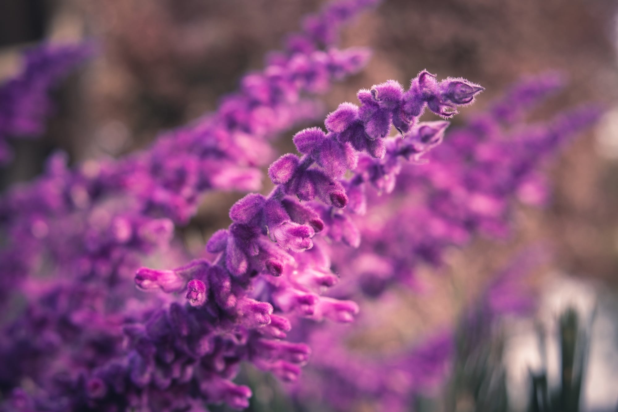 Purple flower known as Salvia leucantha or Mexican Bush Sage. Deep purple bokeh. Shot with a macro