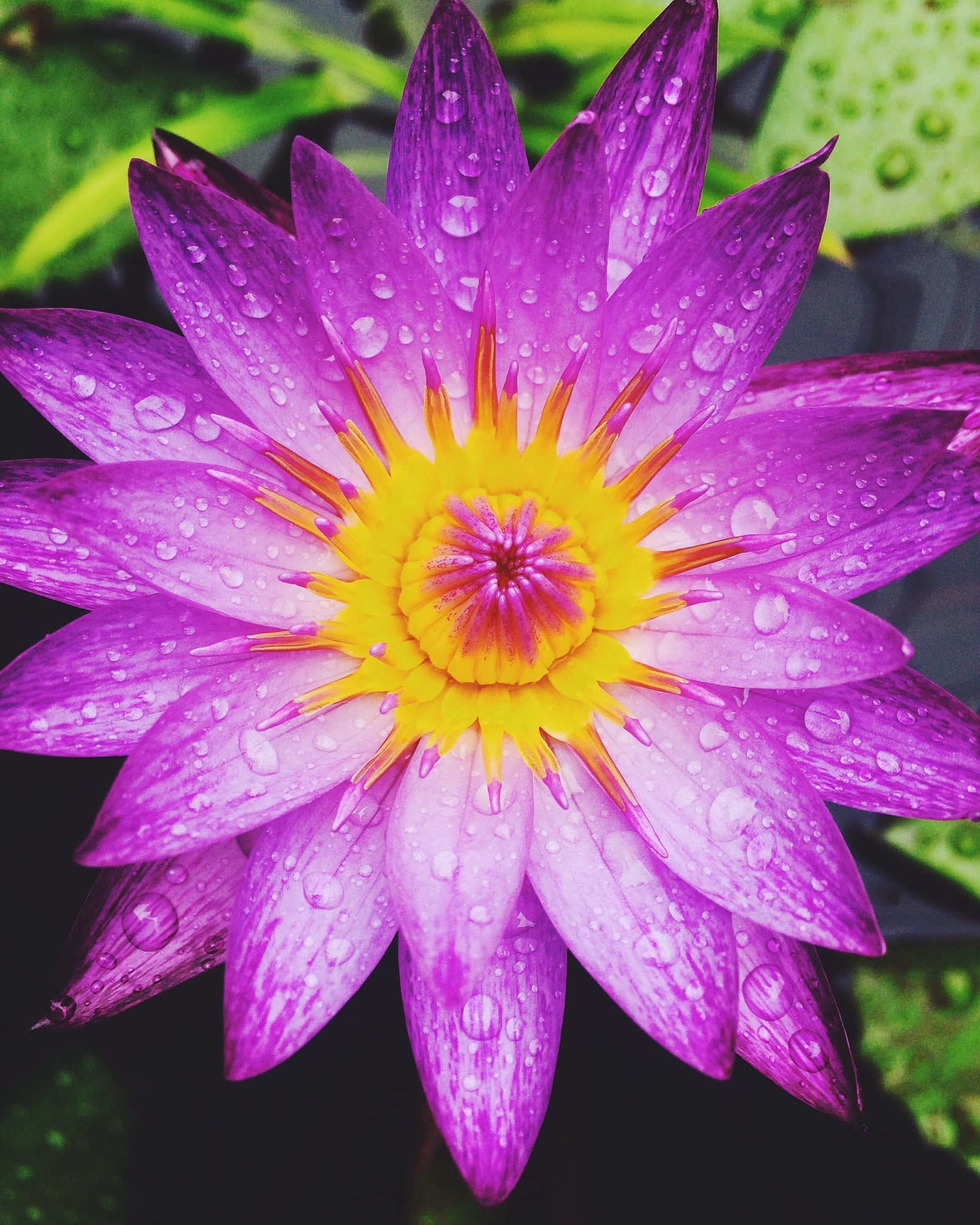 Purple flower